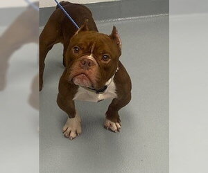 Bulldog Dogs for adoption in St. Cloud, FL, USA