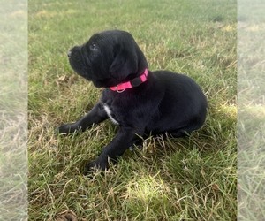 Medium German Wirehaired Pointer