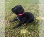 Puppy Pink Puppy German Wirehaired Pointer