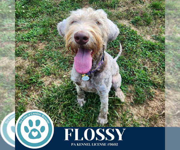 Medium Photo #3 Labradoodle Puppy For Sale in Kimberton, PA, USA