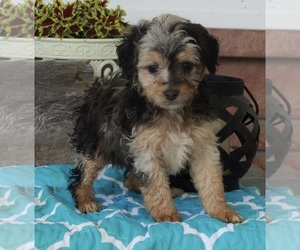 Miniature American Shepherd-Poodle (Miniature) Mix Puppy for sale in FREDERICKSBURG, OH, USA