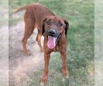 Small #1 Rhodesian Ridgeback Mix