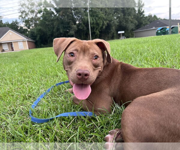 Medium Photo #3 American Pit Bull Terrier-Labrador Retriever Mix Puppy For Sale in Oakhurst, NJ, USA