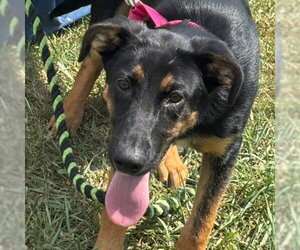 German Shepherd Dog-Unknown Mix Dogs for adoption in Rustburg, VA, USA