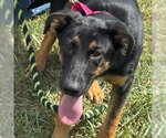 Small German Shepherd Dog Mix