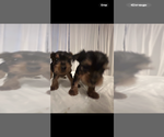 Small #3 Yorkshire Terrier