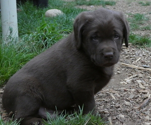 Labrador Retriever Puppy for sale in ATHOL, ID, USA