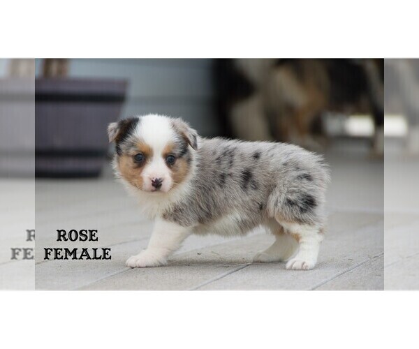 Medium Photo #9 Aussie-Corgi Puppy For Sale in CLARE, MI, USA