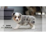 Small #8 Aussie-Corgi
