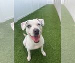 Small #4 Jack Russell Terrier Mix