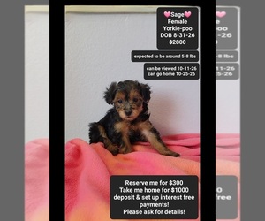 Yorkipoo Puppy for sale in TUCSON, AZ, USA