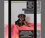 Image preview for Ad Listing. Nickname: Sage