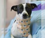 CHICO - Male Chihuahua-Unknown Mix Dog for Adoption - Small photo