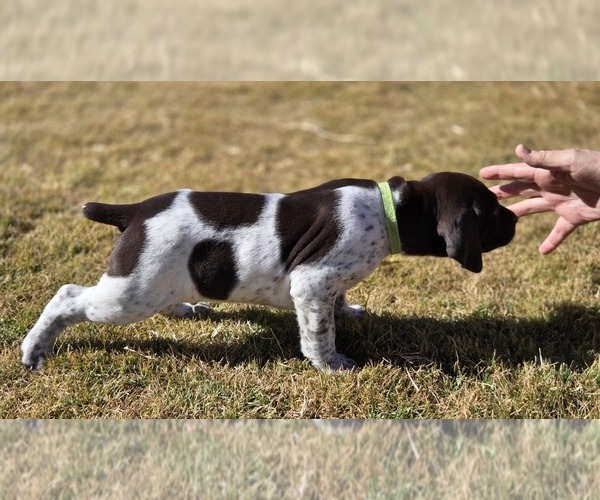 Medium Photo #9 German Shorthaired Pointer Puppy For Sale in ALAMOGORDO, NM, USA