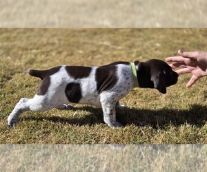 Medium German Shorthaired Pointer