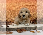 Small #11 Goldendoodle