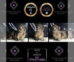 Small #7 YorkiePoo