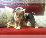 Small Photo #2 English Bulldog Puppy For Sale in DE WITT, MI, USA