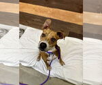 Small #4 American Pit Bull Terrier Mix