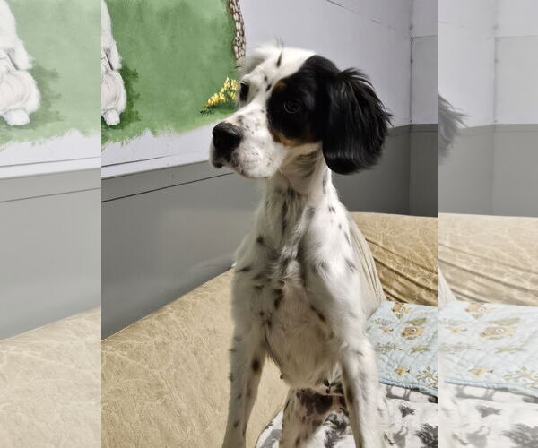 Medium Photo #3 English Setter-Pointer Mix Puppy For Sale in Agoura Hills, CA, USA