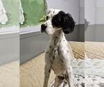 Small #2 English Setter-Pointer Mix