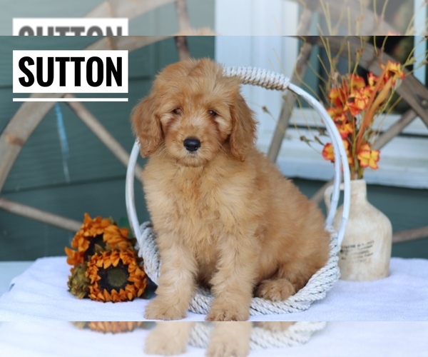 Medium Photo #2 Goldendoodle (Miniature) Puppy For Sale in ITASCA, TX, USA