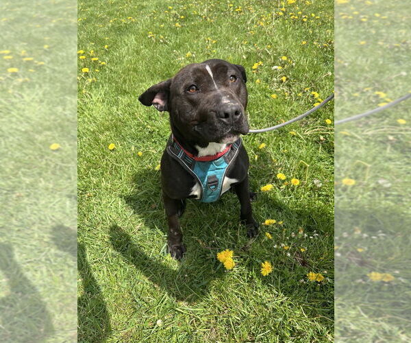Medium Photo #1 American Pit Bull Terrier-Labrador Retriever Mix Puppy For Sale in Benton, PA, USA