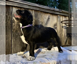Lola #plush-toy-litter - Female Jack Chi Dog for Adoption - Photo #3