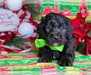 Goldendoodle Puppy for sale in LANCASTER, PA, USA
