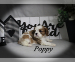 Small #8 Cavalier King Charles Spaniel