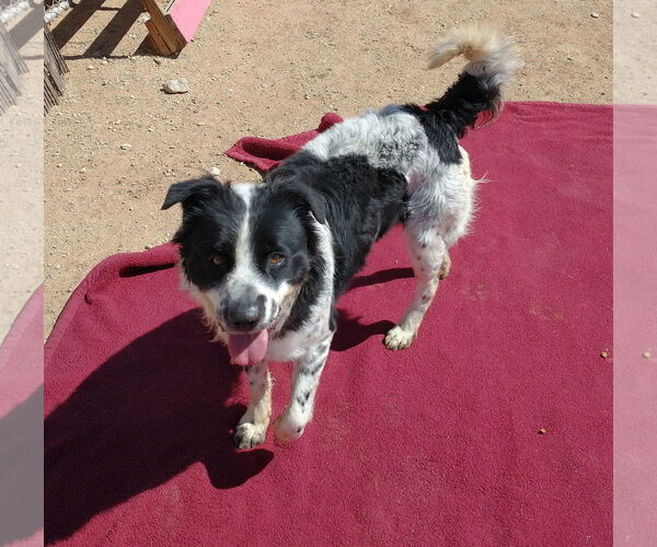 Medium Photo #6 Border Collie-Unknown Mix Puppy For Sale in Apple Valley, CA, USA