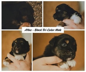 Miniature Australian Shepherd Puppy for sale in SARASOTA, FL, USA