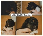Image preview for Ad Listing. Nickname: Atlas