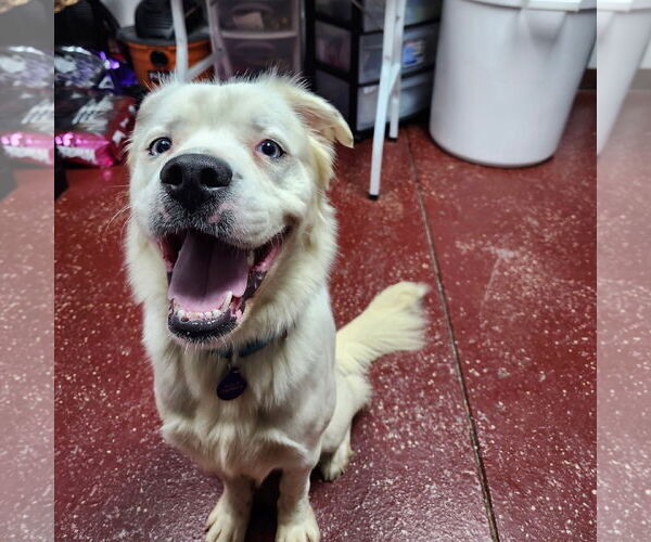 Medium Photo #11 Great Pyrenees-Unknown Mix Puppy For Sale in Fargo, ND, USA