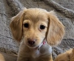 Puppy Bella Dachshund