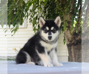 Alaskan Malamute Puppy for sale in GAP, PA, USA