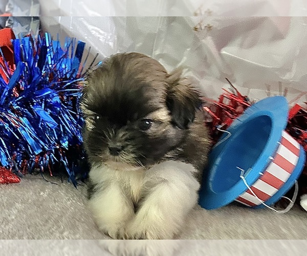 Medium Photo #2 Shih Tzu Puppy For Sale in DENTON, MD, USA