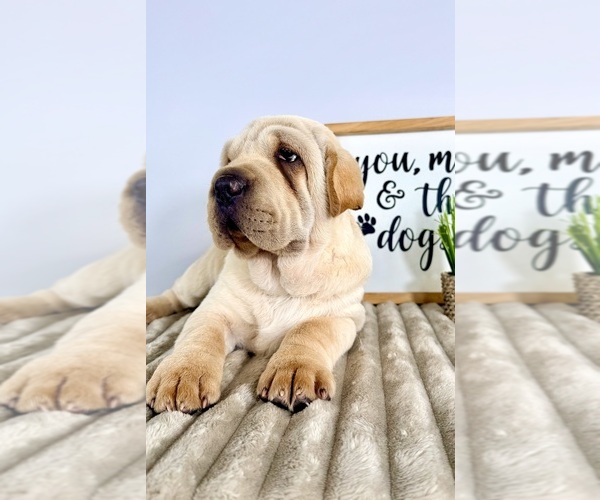 Medium Photo #2 Cocker-Pei Puppy For Sale in GREENFIELD, IN, USA