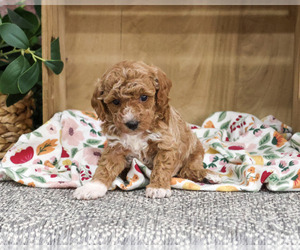 Poodle (Miniature) Puppy for sale in SYRACUSE, IN, USA
