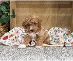 Small Poodle (Miniature)