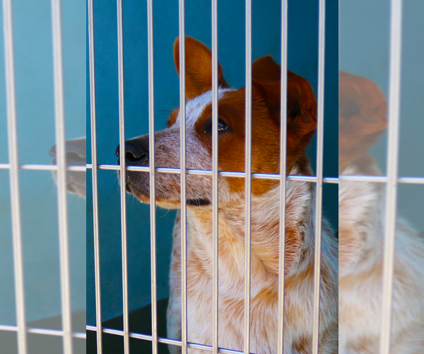 Medium Photo #2 Texas Heeler Puppy For Sale in Pasadena, CA, USA
