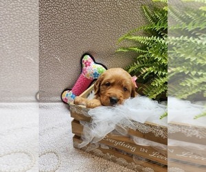Golden Retriever Puppy for sale in ABINGDON, VA, USA
