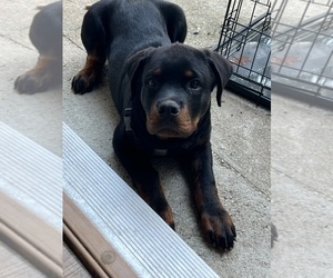 Rottweiler Puppy for Sale in VIRGINIA BEACH, Virginia USA