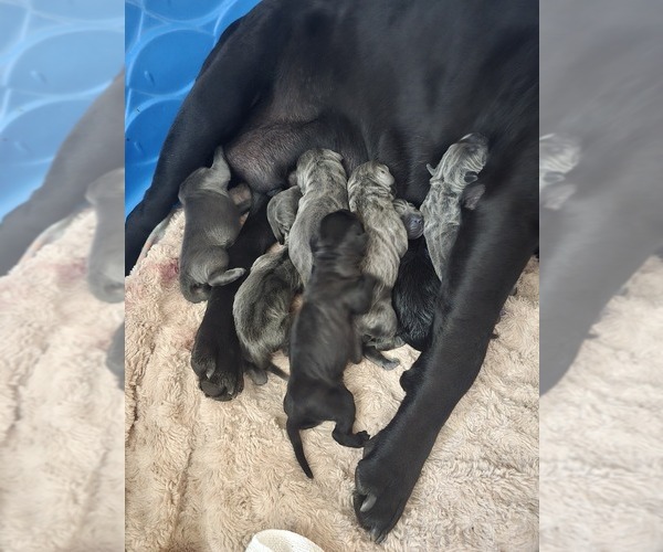 Medium Photo #1 Cane Corso Puppy For Sale in HENRY, VA, USA