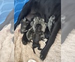 Image preview for Ad Listing. Nickname: Litter of 6