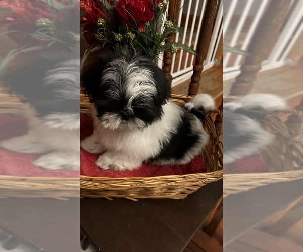 Medium Photo #3 Shih Tzu Puppy For Sale in BRIDGETON, NJ, USA