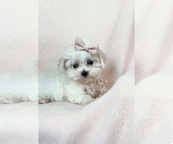 Medium Photo #4 Maltese Puppy For Sale in BEVERLY HILLS, CA, USA