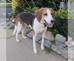 Small #13 Treeing Walker Coonhound Mix