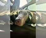 Small #2 Labrador Retriever