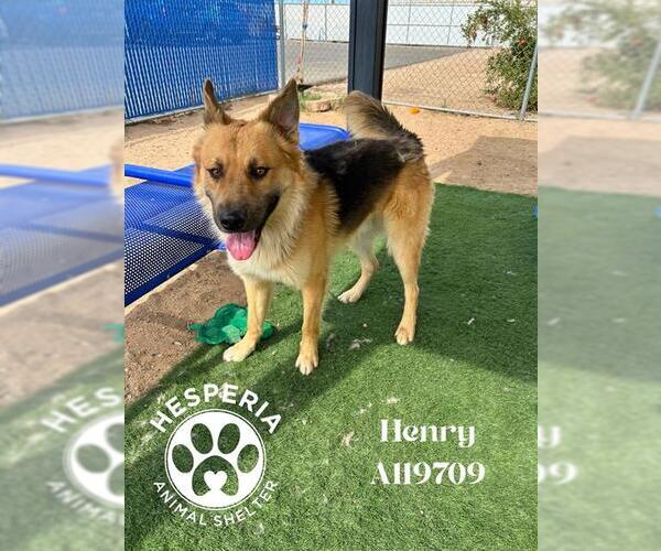 Medium Photo #2 German Shepherd Dog Puppy For Sale in HESPERIA, CA, USA